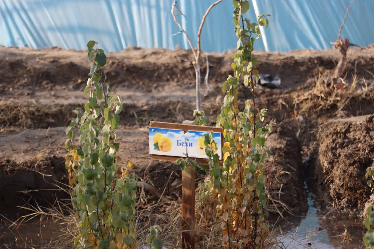 Qorovulbozor davlat oʻrmon-ovchilik xoʻjaligi koʻchat yetkazib berishga tayyor