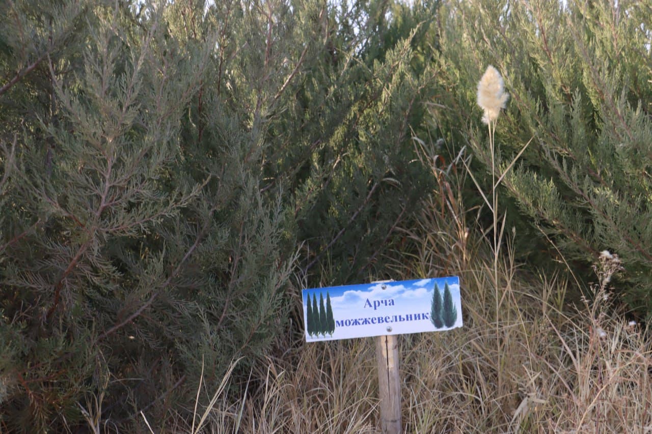 Qorovulbozor davlat oʻrmon-ovchilik xoʻjaligi koʻchat yetkazib berishga tayyor