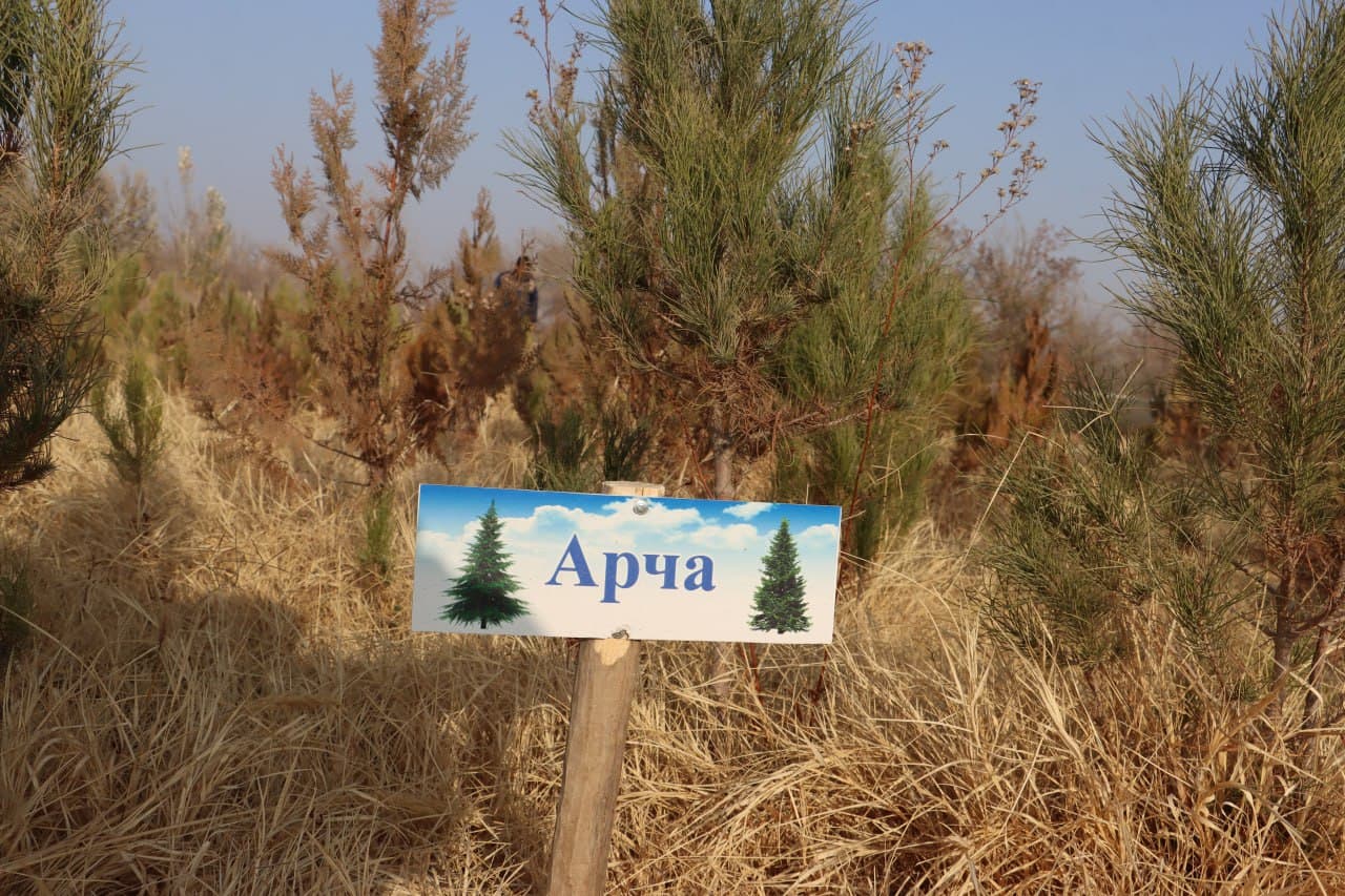 Qorovulbozor davlat oʻrmon-ovchilik xoʻjaligi koʻchat yetkazib berishga tayyor