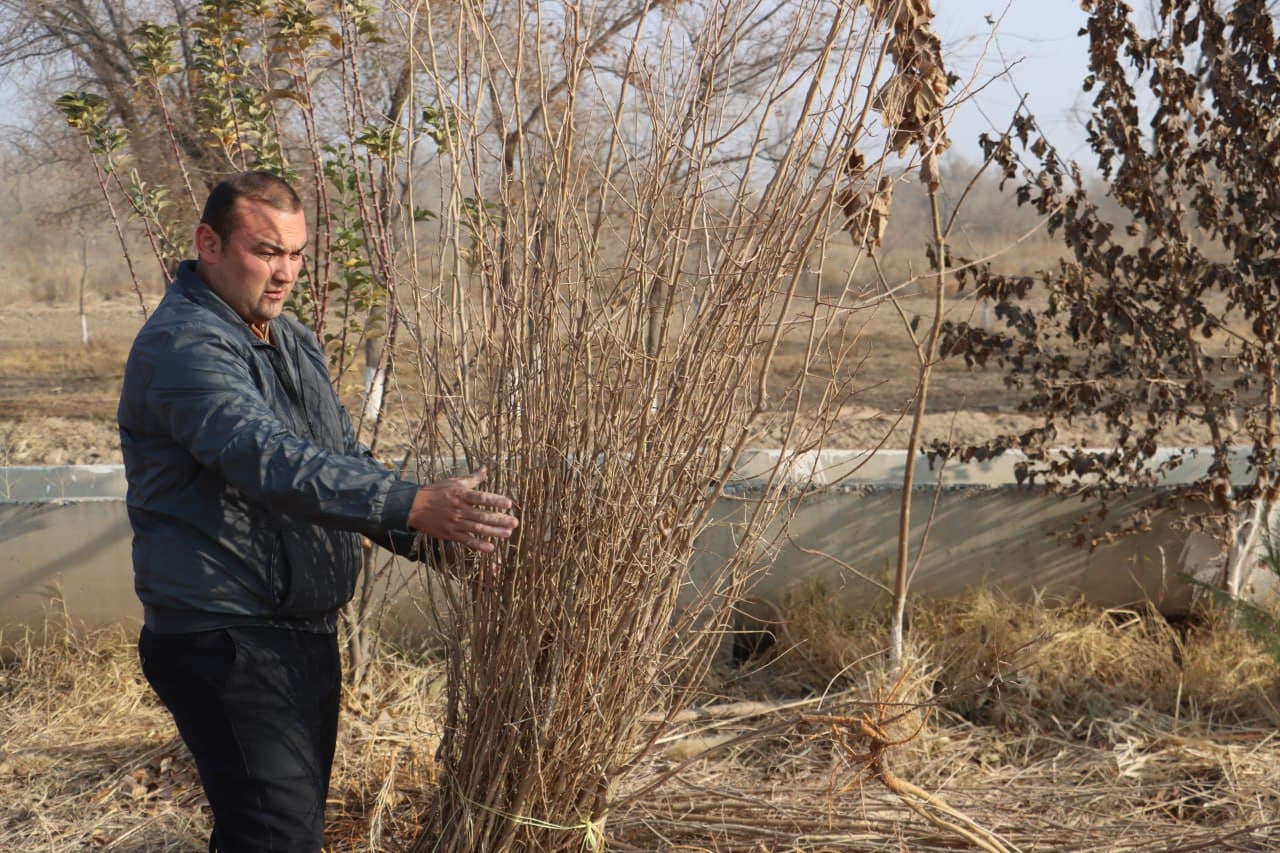 Qorovulbozor davlat oʻrmon-ovchilik xoʻjaligi koʻchat yetkazib berishga tayyor