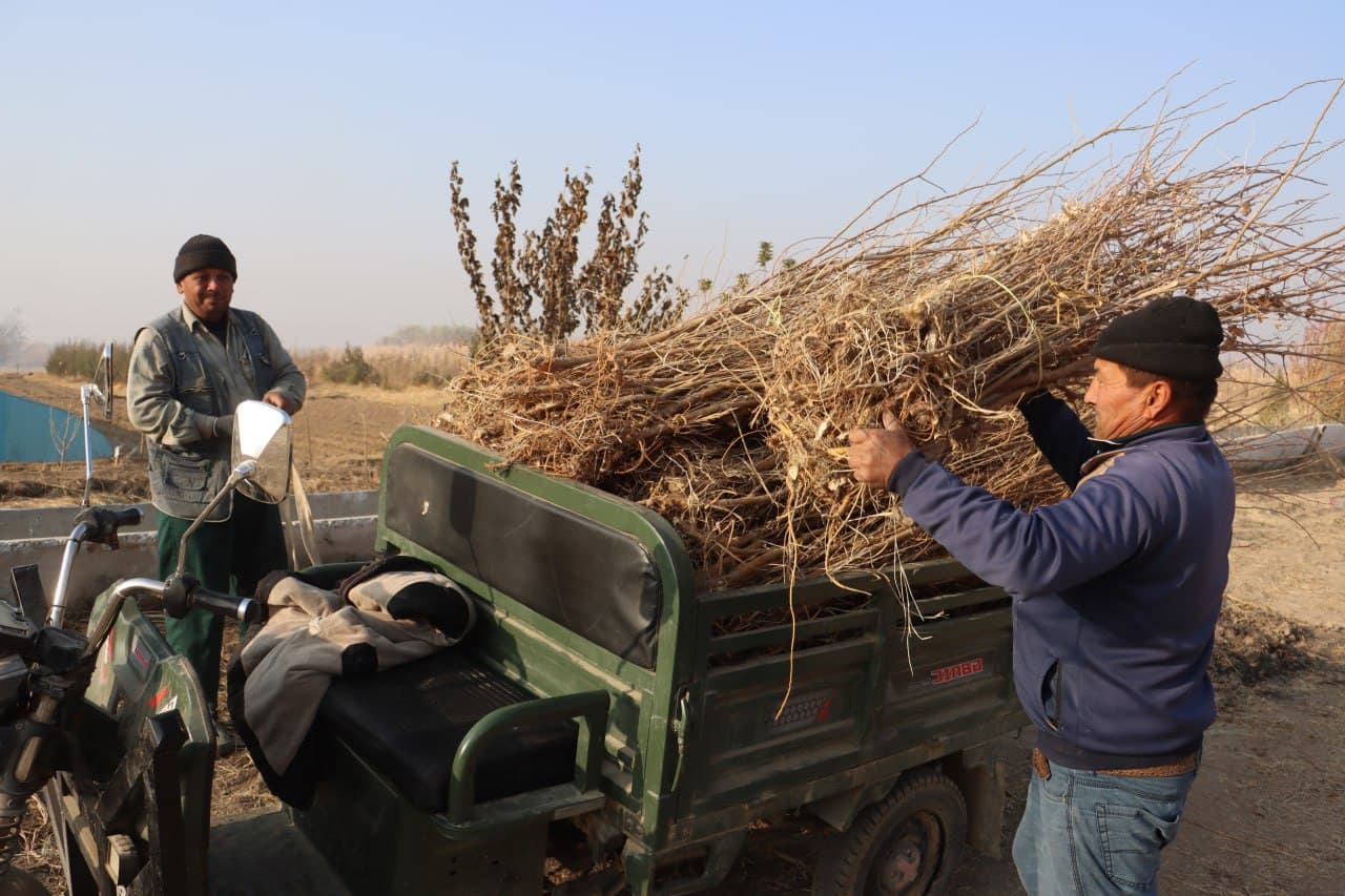 Qorovulbozor davlat oʻrmon-ovchilik xoʻjaligi koʻchat yetkazib berishga tayyor