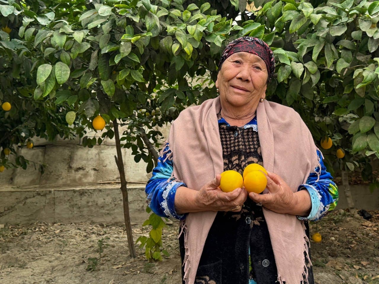 Shofirkon: talisafedlik Nazira Sultonova tabarruk yoshda ham limon yetishtirmoqda