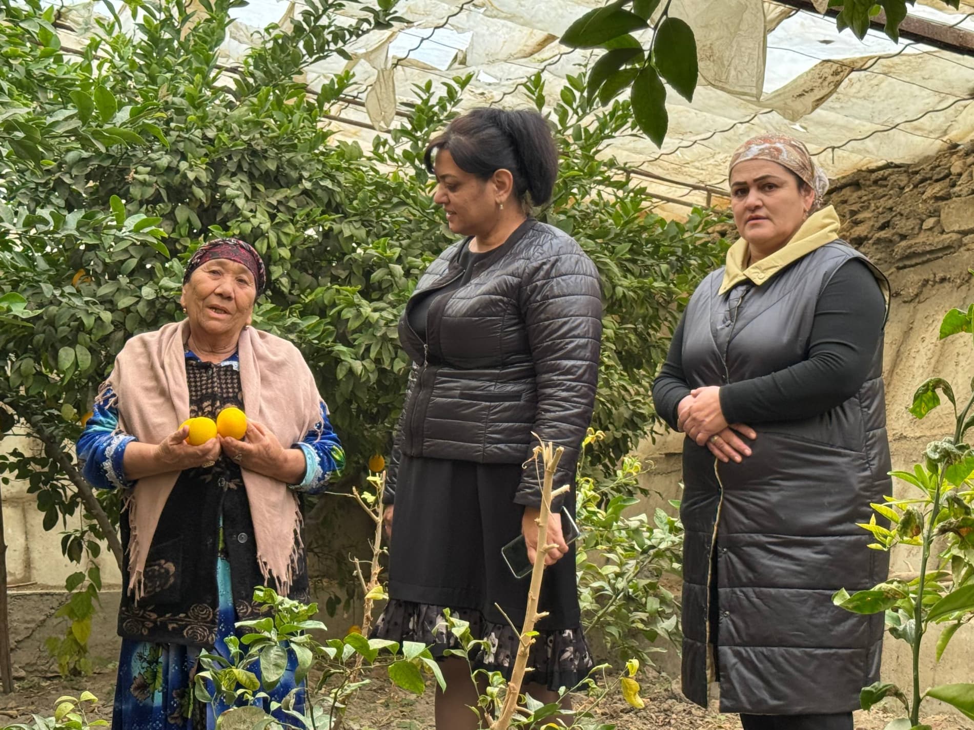 Shofirkon: talisafedlik Nazira Sultonova tabarruk yoshda ham limon yetishtirmoqda