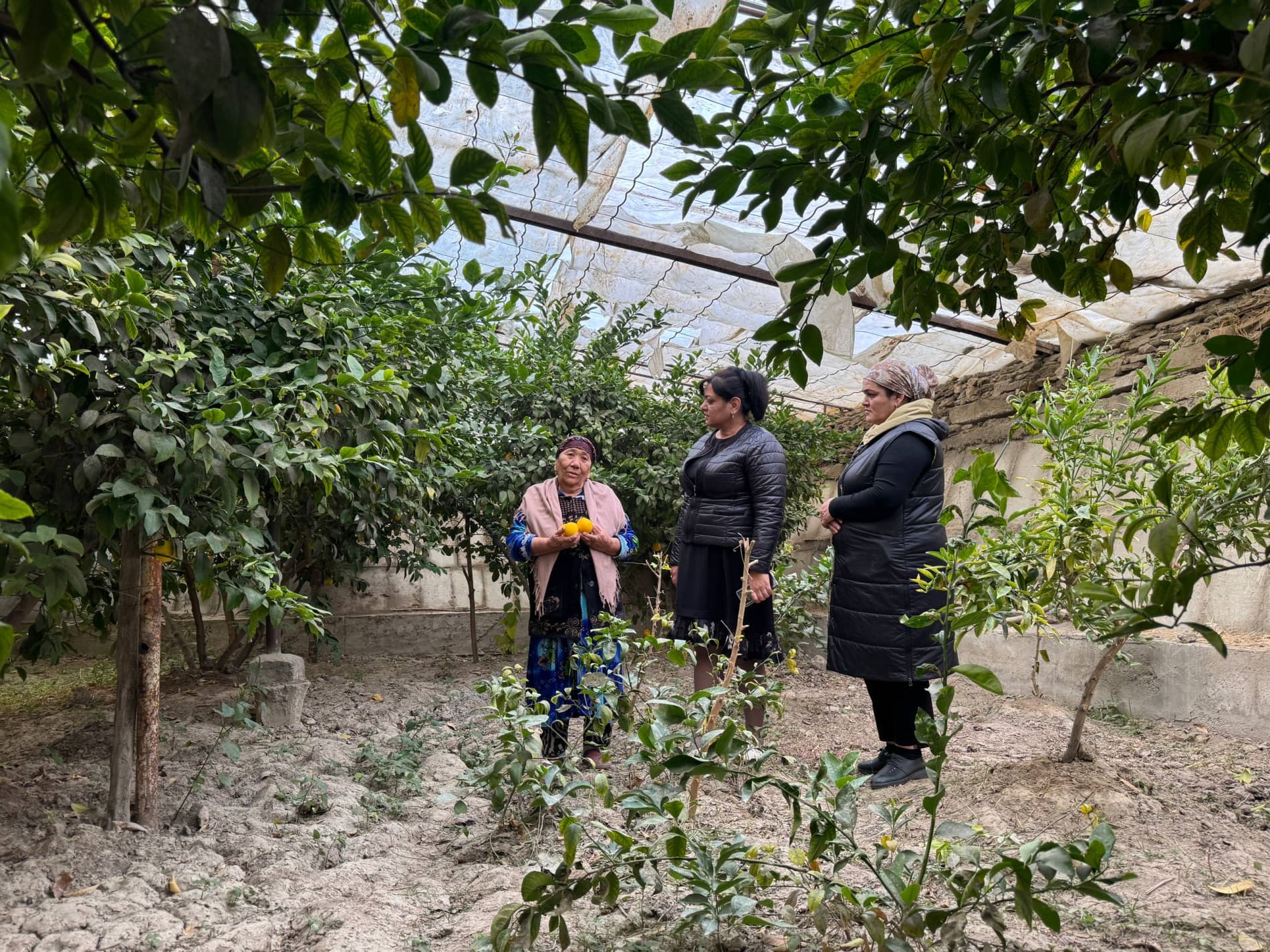 Shofirkon: talisafedlik Nazira Sultonova tabarruk yoshda ham limon yetishtirmoqda