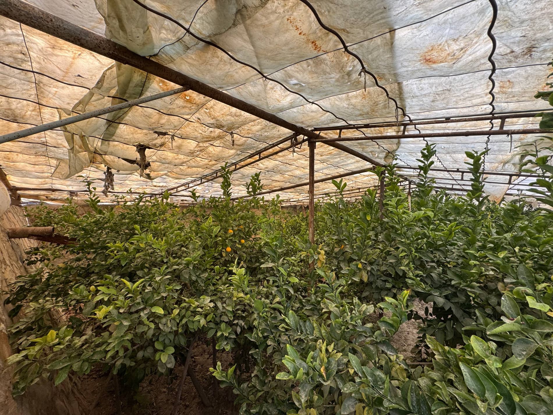 Shofirkon: talisafedlik Nazira Sultonova tabarruk yoshda ham limon yetishtirmoqda