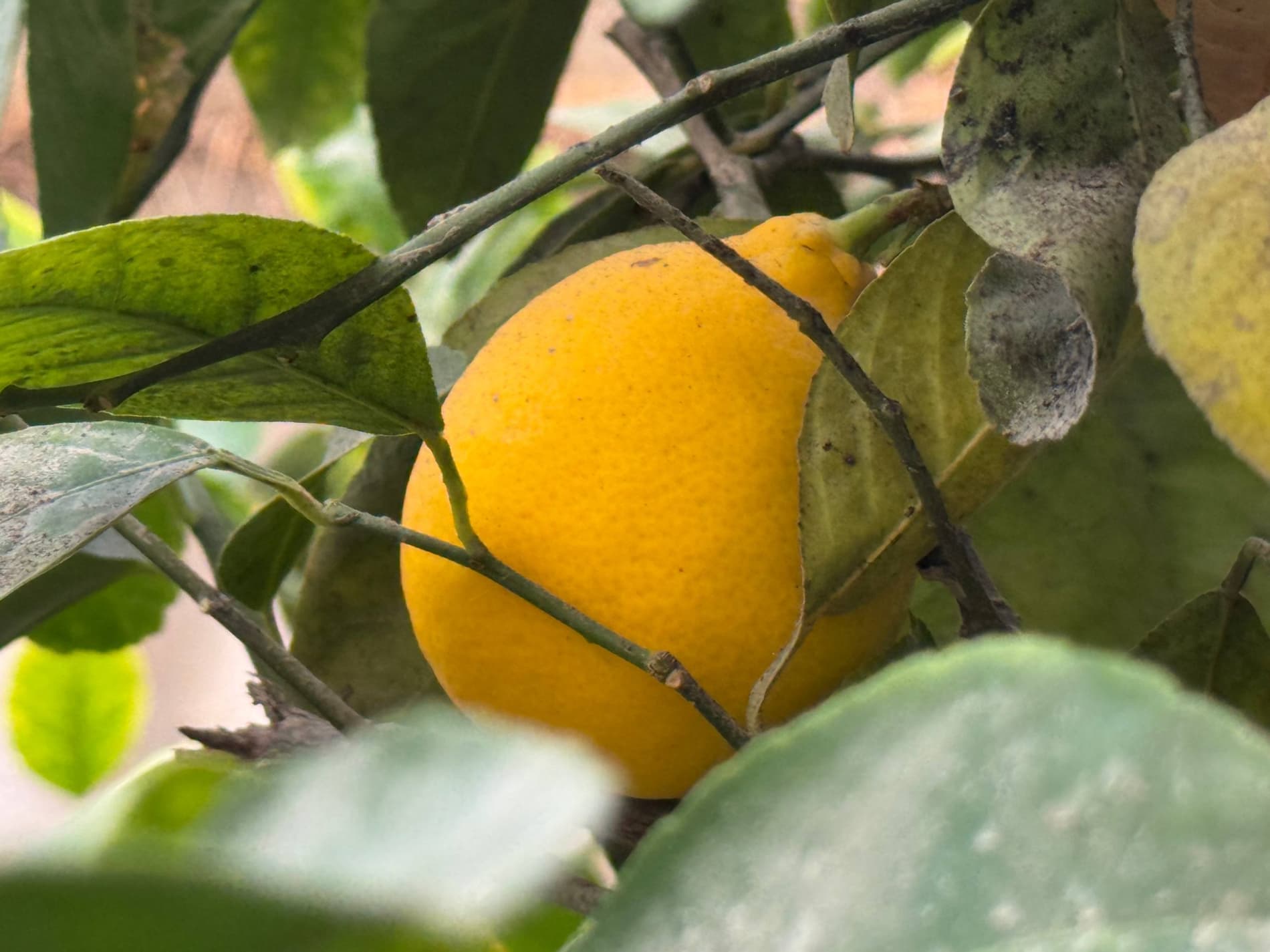 Shofirkon: talisafedlik Nazira Sultonova tabarruk yoshda ham limon yetishtirmoqda