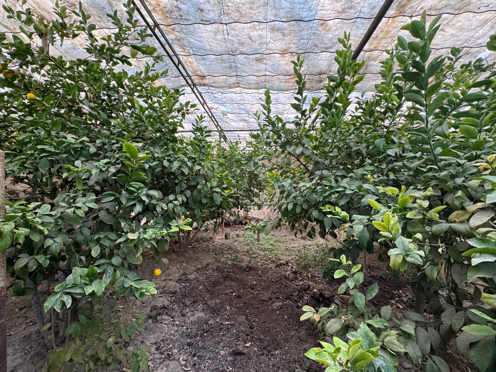 Shofirkon: talisafedlik Nazira Sultonova tabarruk yoshda ham limon yetishtirmoqda