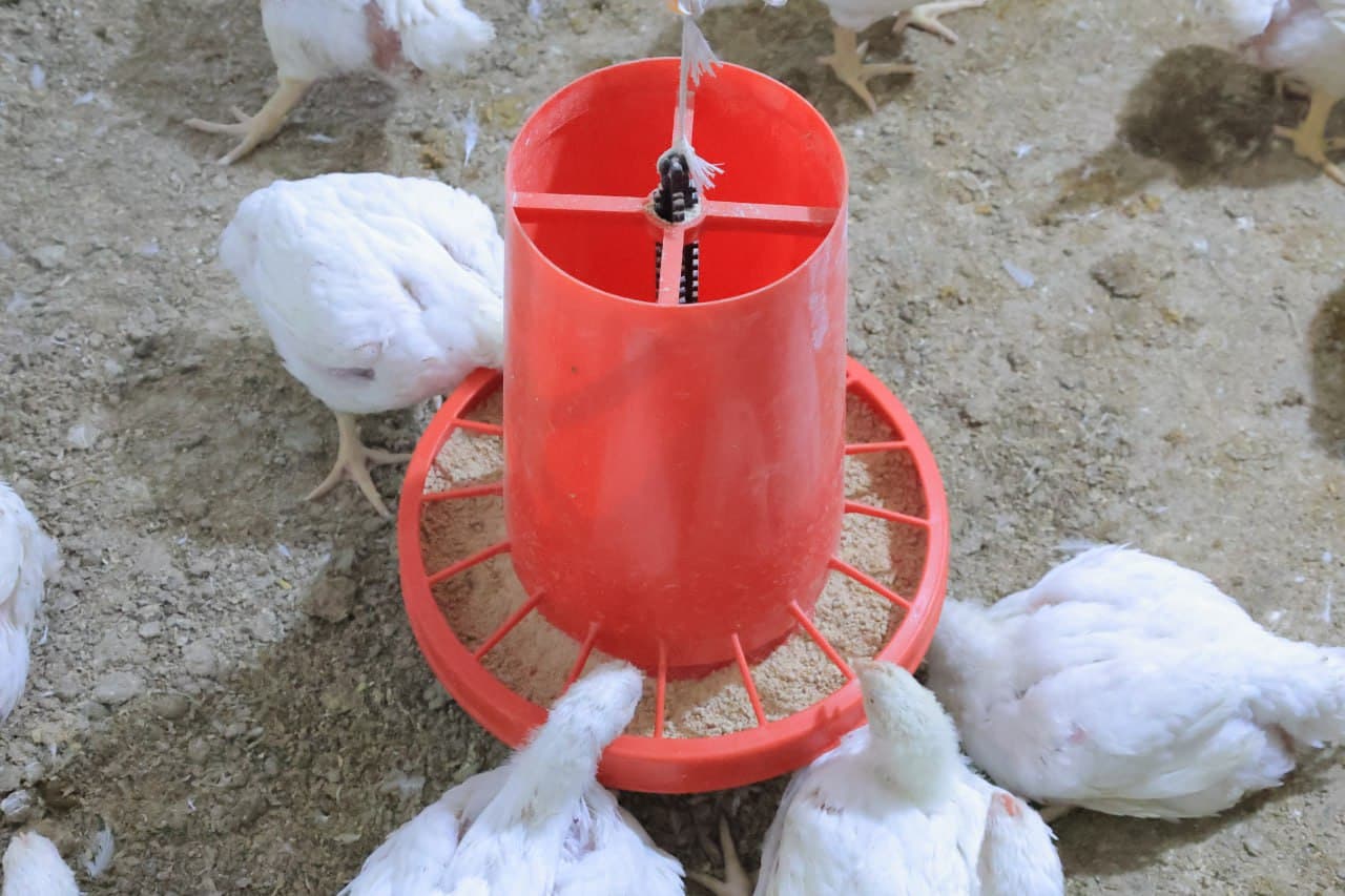 Kogon: “Niyozhoji” MFY Vadan qishlogʻida yana bir tashabbus—parrandachilik loyihasi amalda