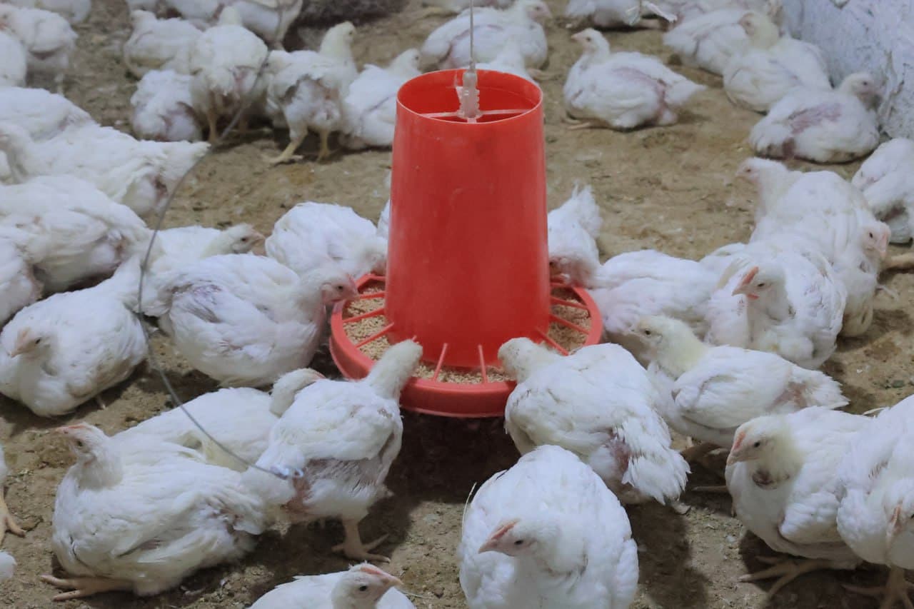 Kogon: “Niyozhoji” MFY Vadan qishlogʻida yana bir tashabbus—parrandachilik loyihasi amalda