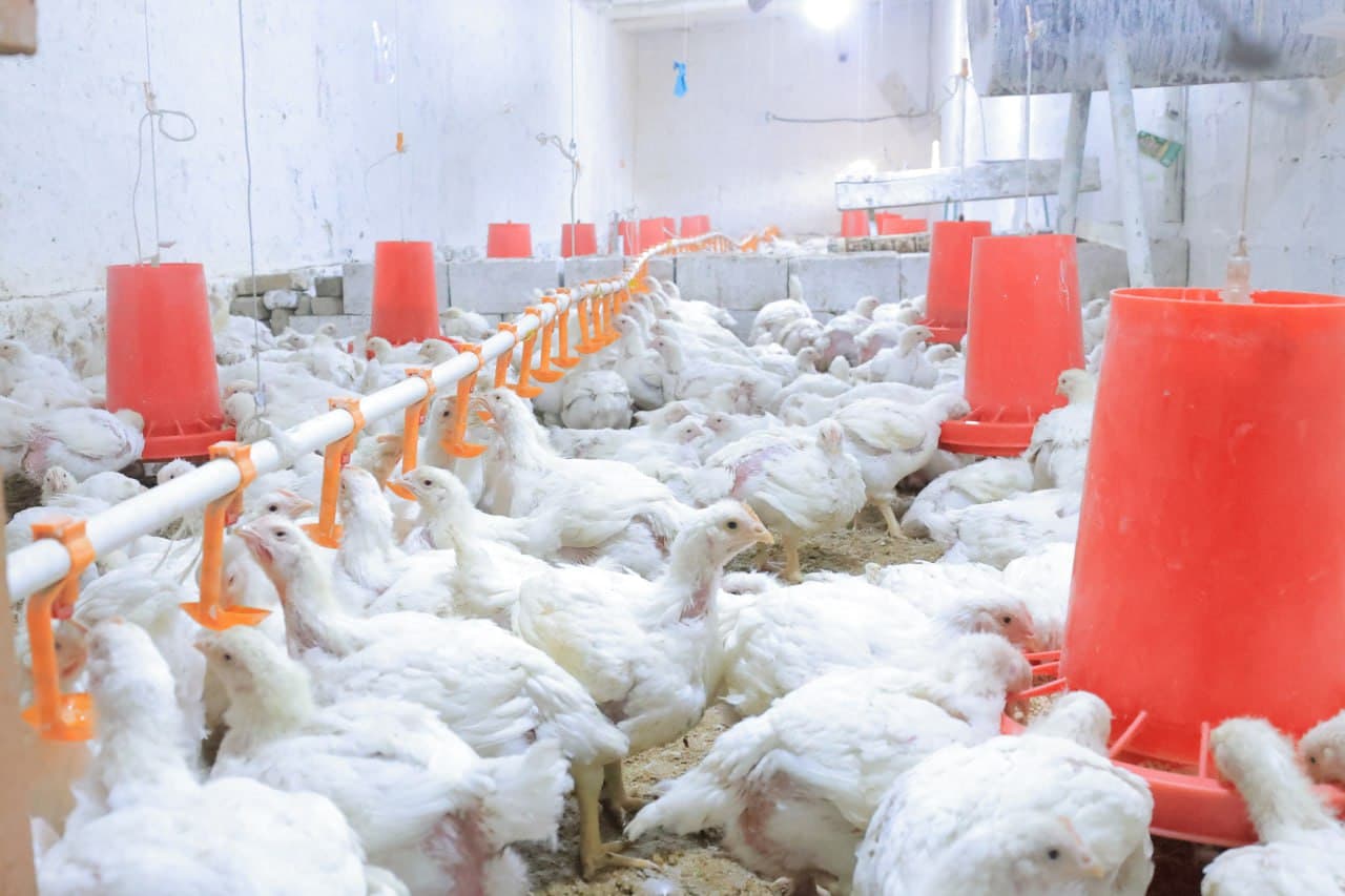 Kogon: “Niyozhoji” MFY Vadan qishlogʻida yana bir tashabbus—parrandachilik loyihasi amalda