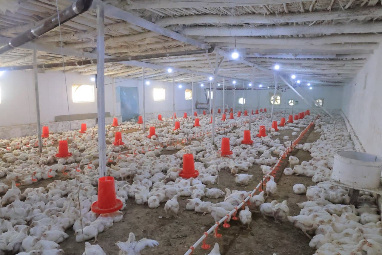 Kogon: “Niyozhoji” MFY Vadan qishlogʻida yana bir tashabbus—parrandachilik loyihasi amalda