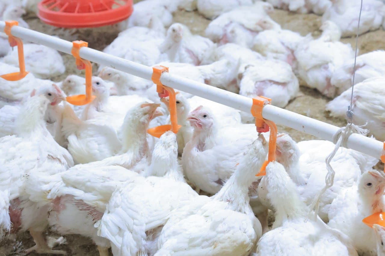 Kogon: “Niyozhoji” MFY Vadan qishlogʻida yana bir tashabbus—parrandachilik loyihasi amalda