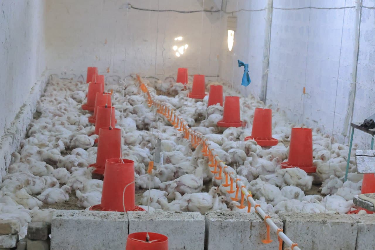 Kogon: “Niyozhoji” MFY Vadan qishlogʻida yana bir tashabbus—parrandachilik loyihasi amalda