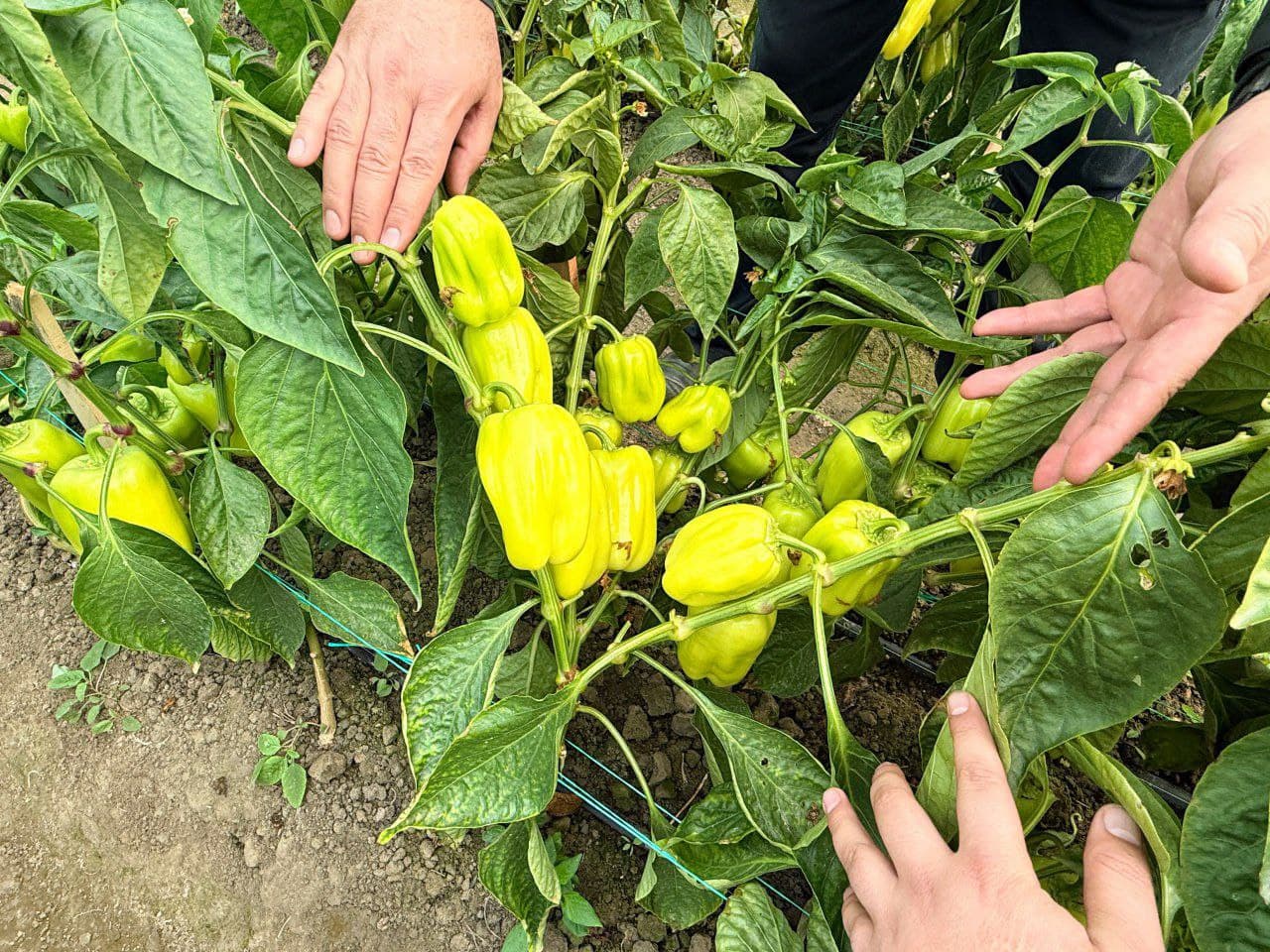 Peshku: “Ibn Sino”da Toshovlar dehqon xoʻjaligi issiqxonadan moʻl hosil olmoqda