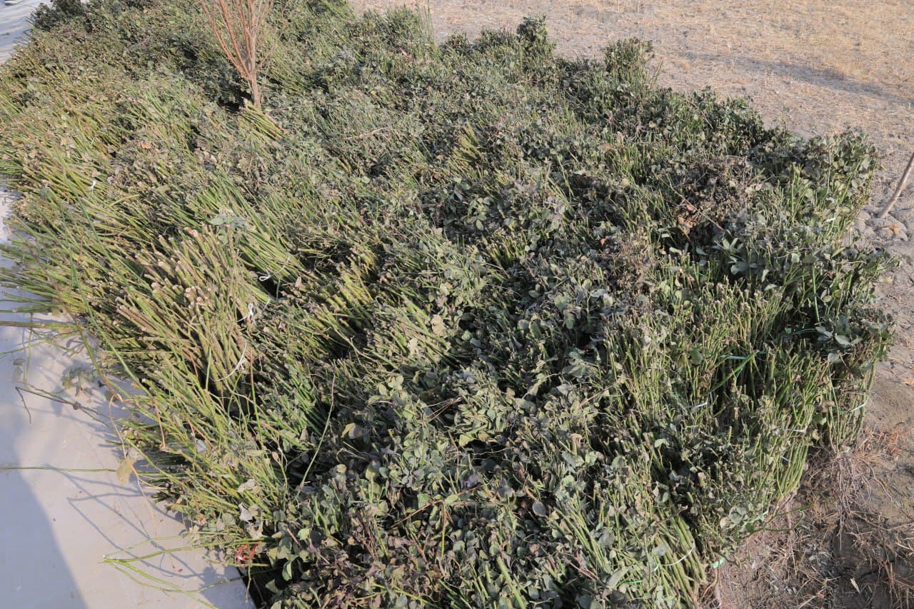 Kogon tumani: Suxor mahallasida “Madaniyat va istirohat bogʻi" tashkil etilmoqda