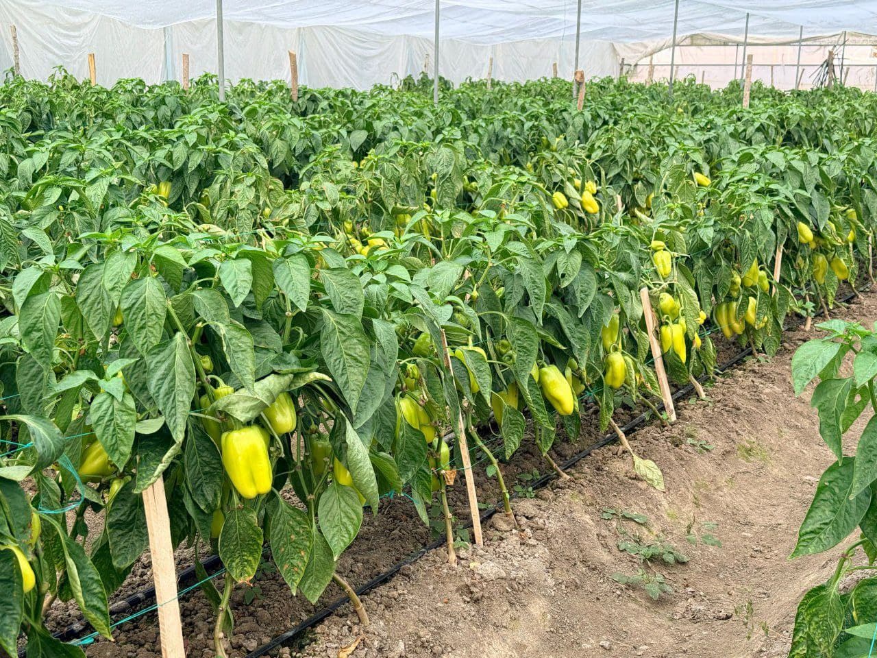 Peshku: “Ibn Sino”da Toshovlar dehqon xoʻjaligi issiqxonadan moʻl hosil olmoqda