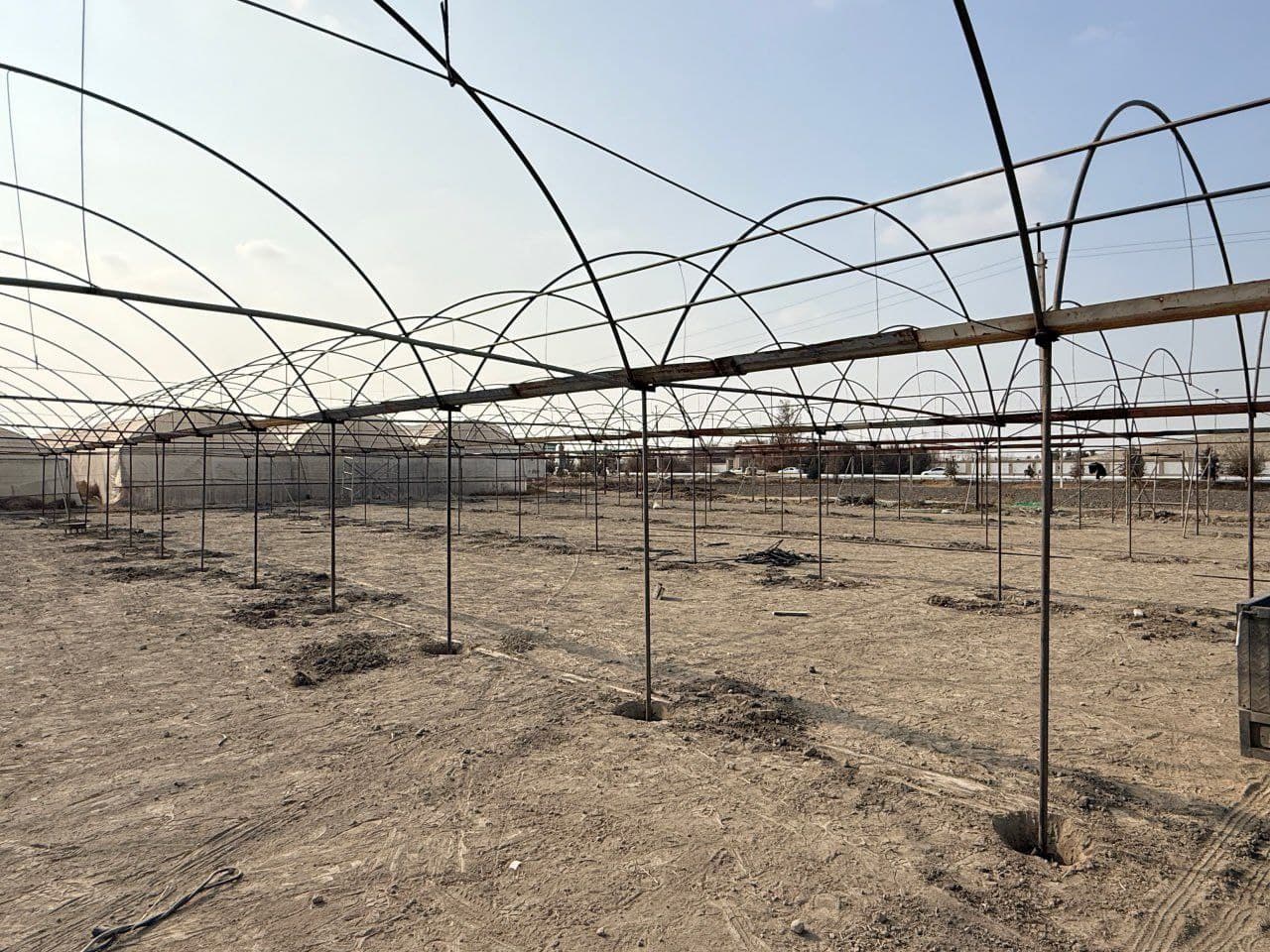 Peshku: “Ibn Sino”da Toshovlar dehqon xoʻjaligi issiqxonadan moʻl hosil olmoqda