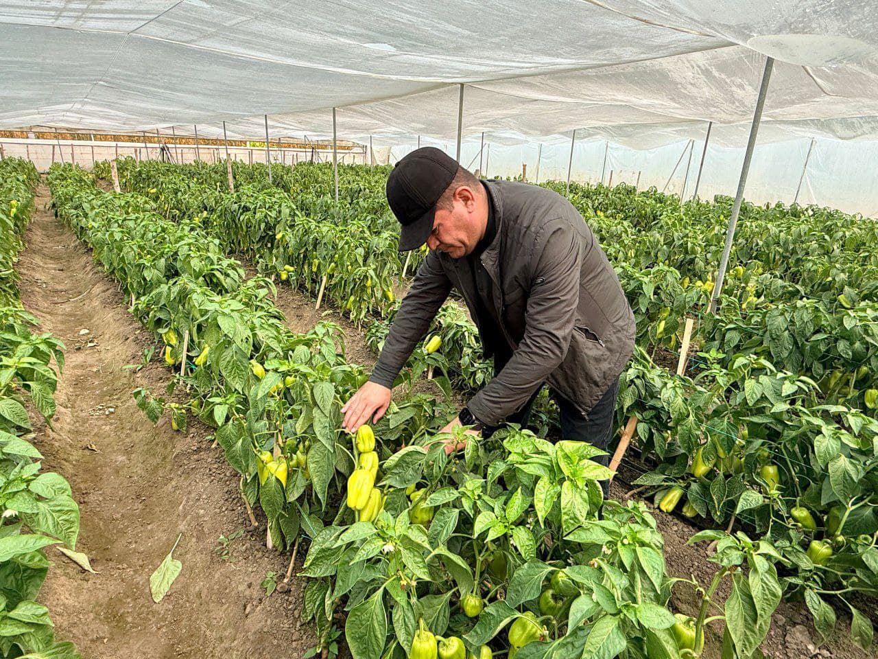 Peshku: “Ibn Sino”da Toshovlar dehqon xoʻjaligi issiqxonadan moʻl hosil olmoqda