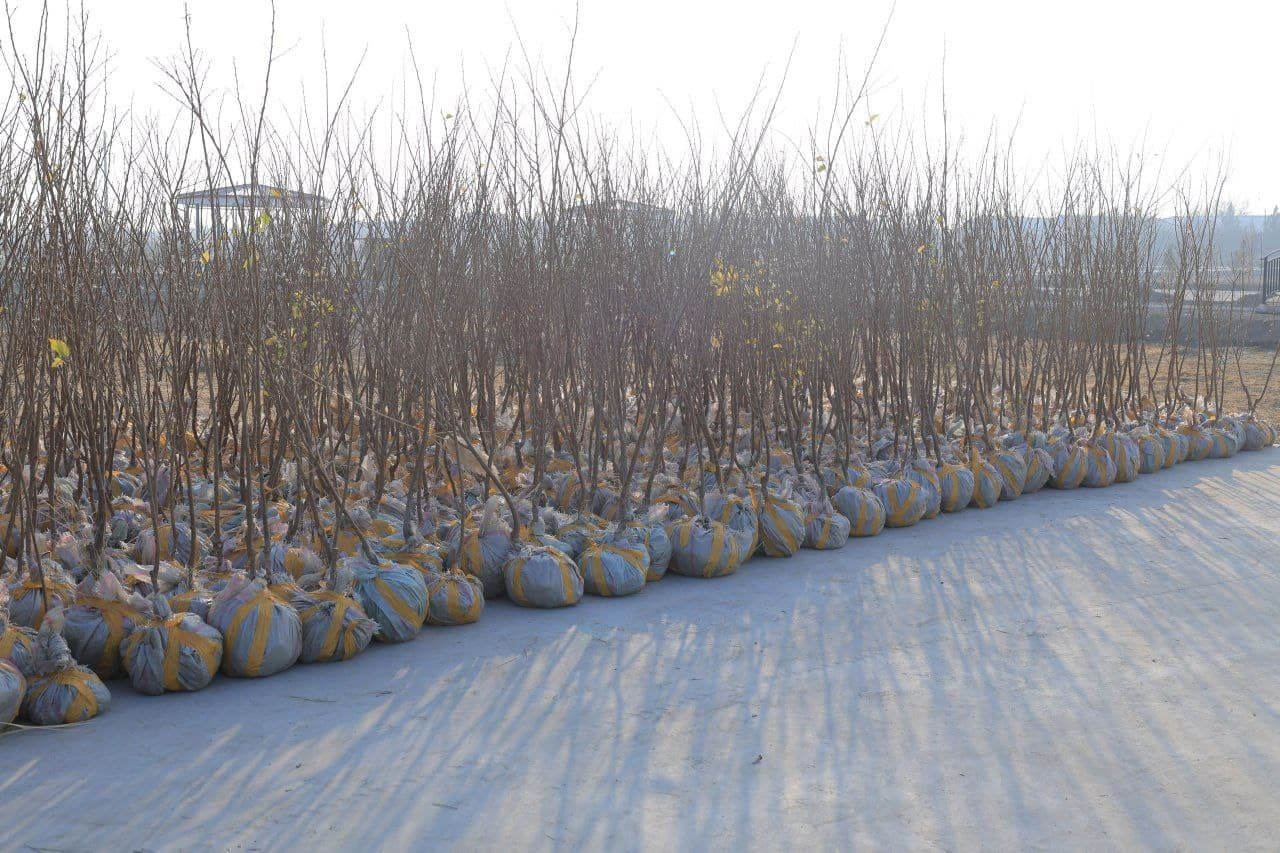 Kogon tumani: Suxor mahallasida “Madaniyat va istirohat bogʻi" tashkil etilmoqda