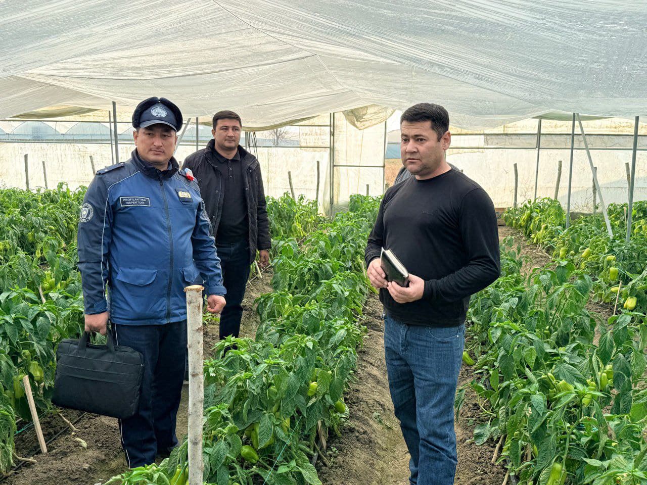 Peshku: “Ibn Sino”da Toshovlar dehqon xoʻjaligi issiqxonadan moʻl hosil olmoqda