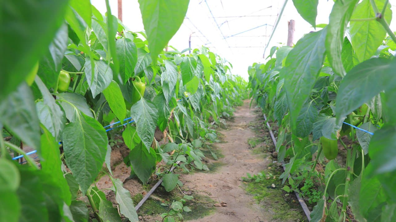 Olot: Maʼmura Ergashova issiqxonasida bulgʻor qalampiridan 40 million soʻm daromadni koʻzlagan