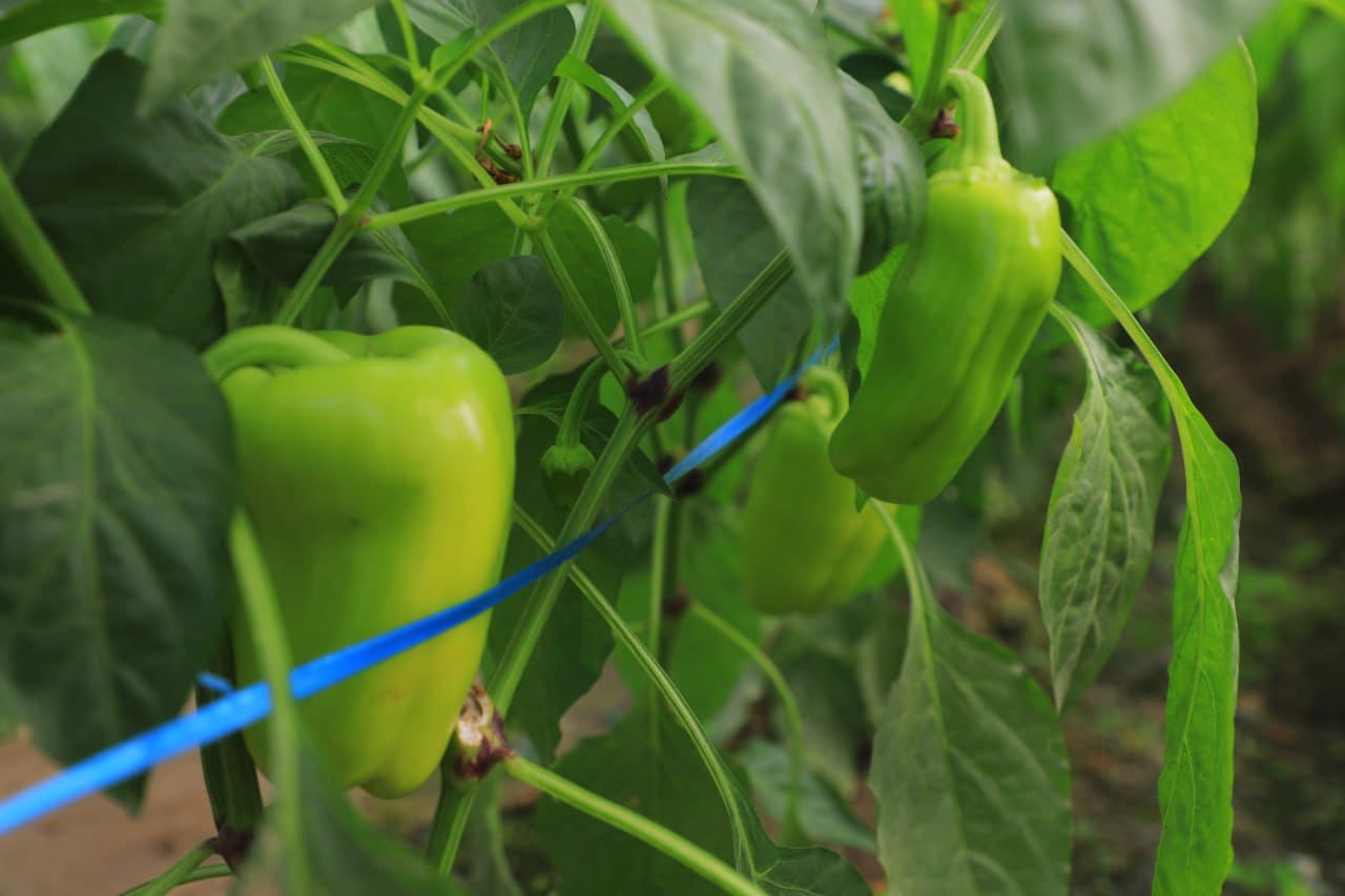 Olot: Maʼmura Ergashova issiqxonasida bulgʻor qalampiridan 40 million soʻm daromadni koʻzlagan