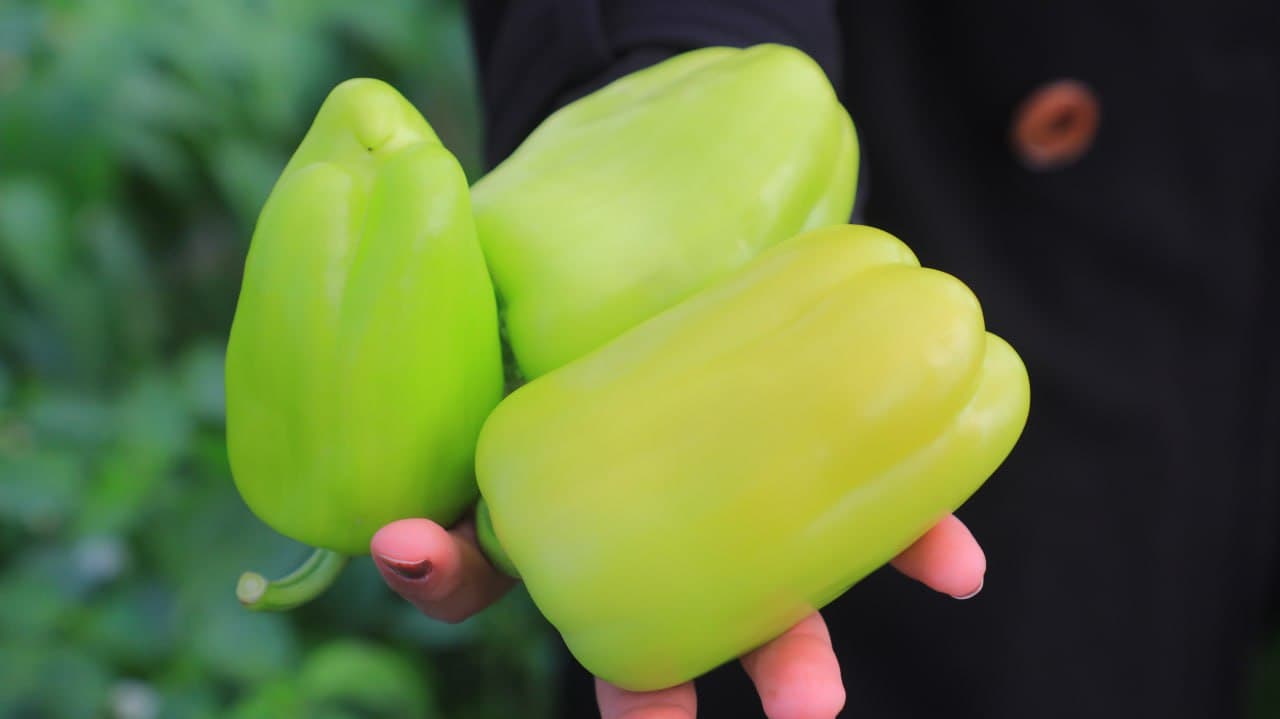 Olot: Maʼmura Ergashova issiqxonasida bulgʻor qalampiridan 40 million soʻm daromadni koʻzlagan