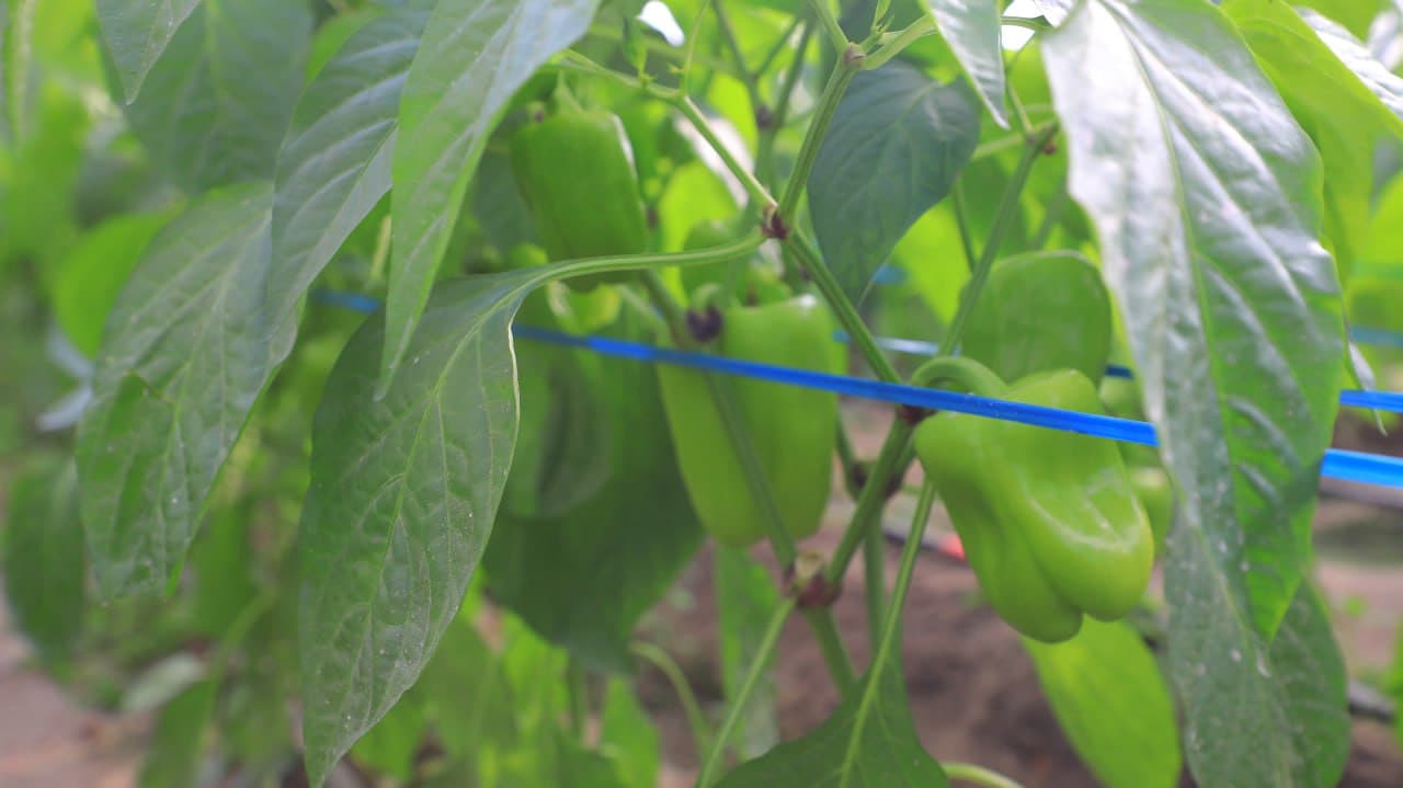 Olot: Maʼmura Ergashova issiqxonasida bulgʻor qalampiridan 40 million soʻm daromadni koʻzlagan