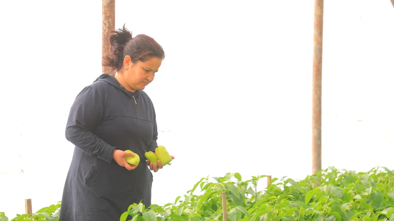 Olot: Maʼmura Ergashova issiqxonasida bulgʻor qalampiridan 40 million soʻm daromadni koʻzlagan