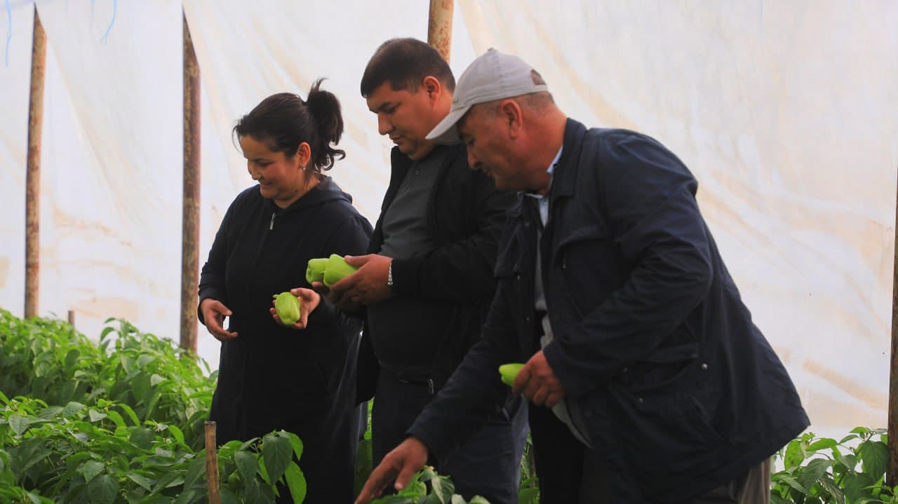 Olot: Maʼmura Ergashova issiqxonasida bulgʻor qalampiridan 40 million soʻm daromadni koʻzlagan