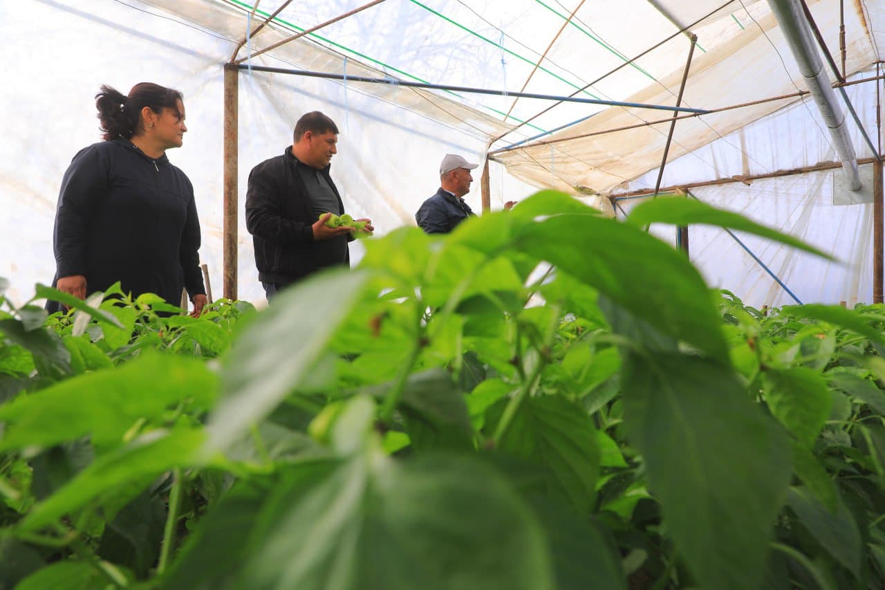 Olot: Maʼmura Ergashova issiqxonasida bulgʻor qalampiridan 40 million soʻm daromadni koʻzlagan