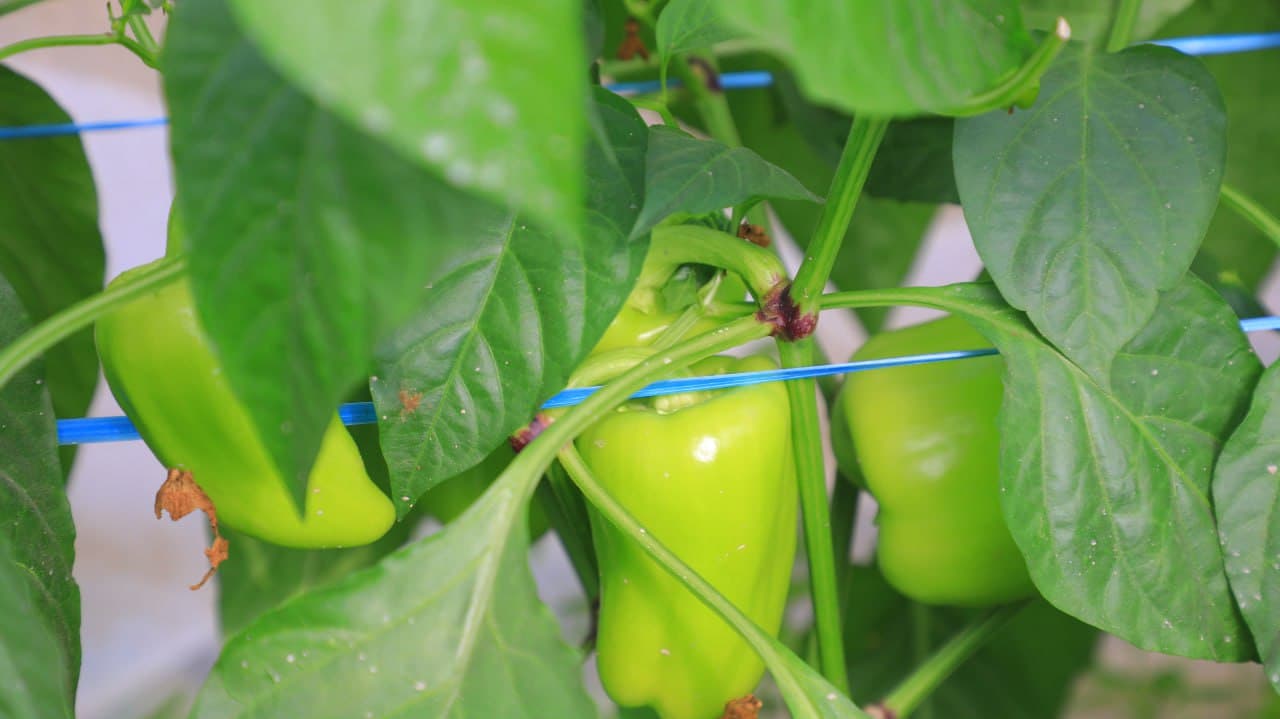 Olot: Maʼmura Ergashova issiqxonasida bulgʻor qalampiridan 40 million soʻm daromadni koʻzlagan