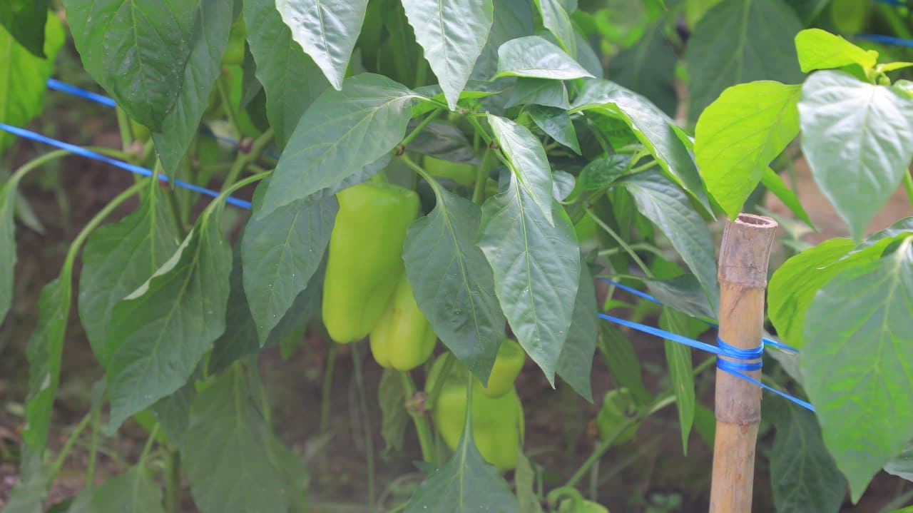 Olot: Maʼmura Ergashova issiqxonasida bulgʻor qalampiridan 40 million soʻm daromadni koʻzlagan