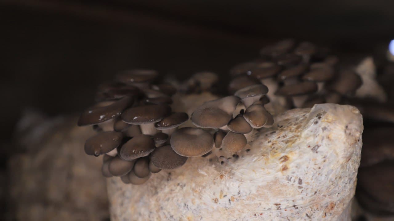 Қоракўл: Иброҳим Азимов ҳам қўзиқорин, ҳам иссиқхонада маҳсулот етиштирмоқда