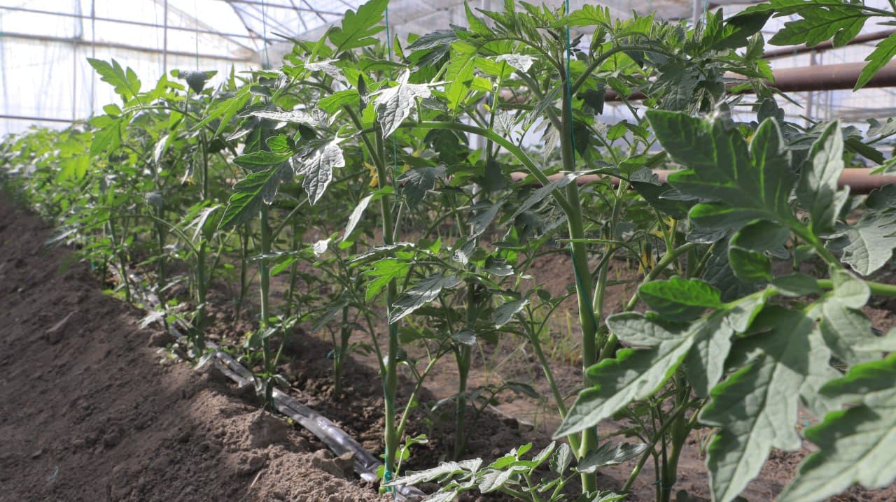 Қоракўл: Иброҳим Азимов ҳам қўзиқорин, ҳам иссиқхонада маҳсулот етиштирмоқда