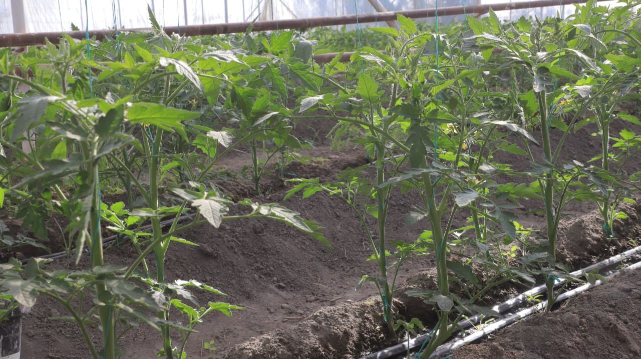 Қоракўл: Иброҳим Азимов ҳам қўзиқорин, ҳам иссиқхонада маҳсулот етиштирмоқда