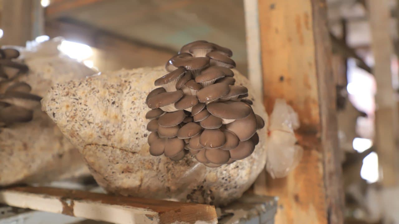 Қоракўл: Иброҳим Азимов ҳам қўзиқорин, ҳам иссиқхонада маҳсулот етиштирмоқда