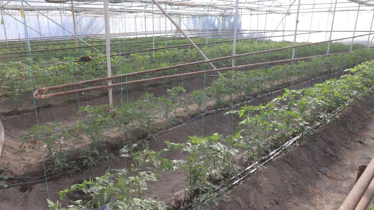 Қоракўл: Иброҳим Азимов ҳам қўзиқорин, ҳам иссиқхонада маҳсулот етиштирмоқда