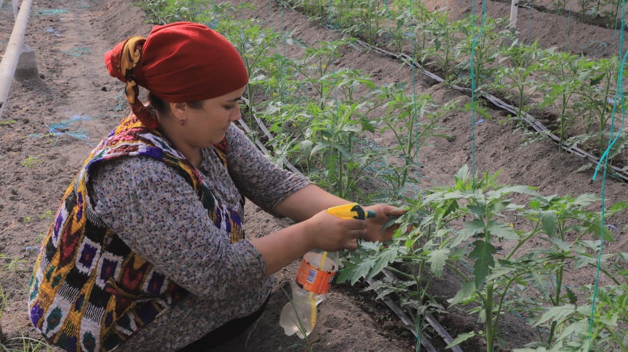 Қоракўл: Иброҳим Азимов ҳам қўзиқорин, ҳам иссиқхонада маҳсулот етиштирмоқда