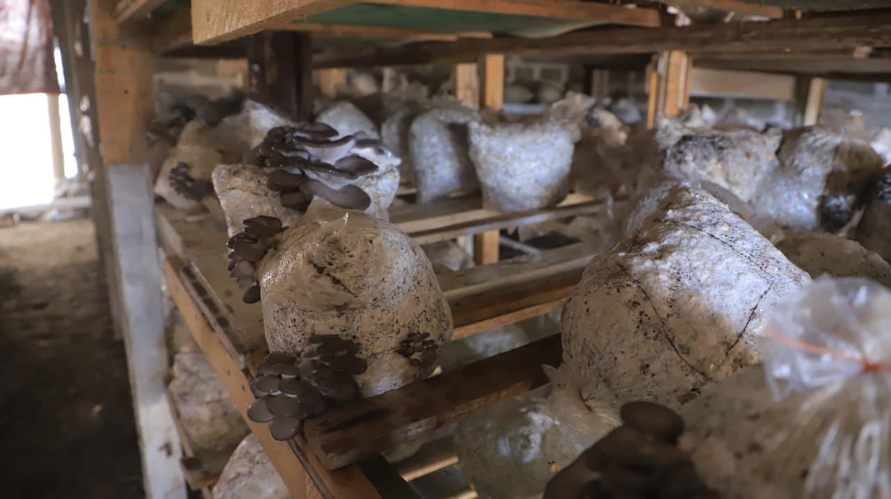 Қоракўл: Иброҳим Азимов ҳам қўзиқорин, ҳам иссиқхонада маҳсулот етиштирмоқда