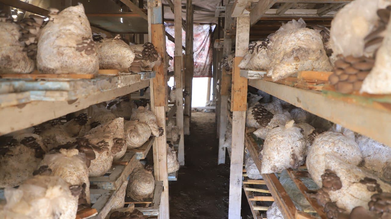 Қоракўл: Иброҳим Азимов ҳам қўзиқорин, ҳам иссиқхонада маҳсулот етиштирмоқда