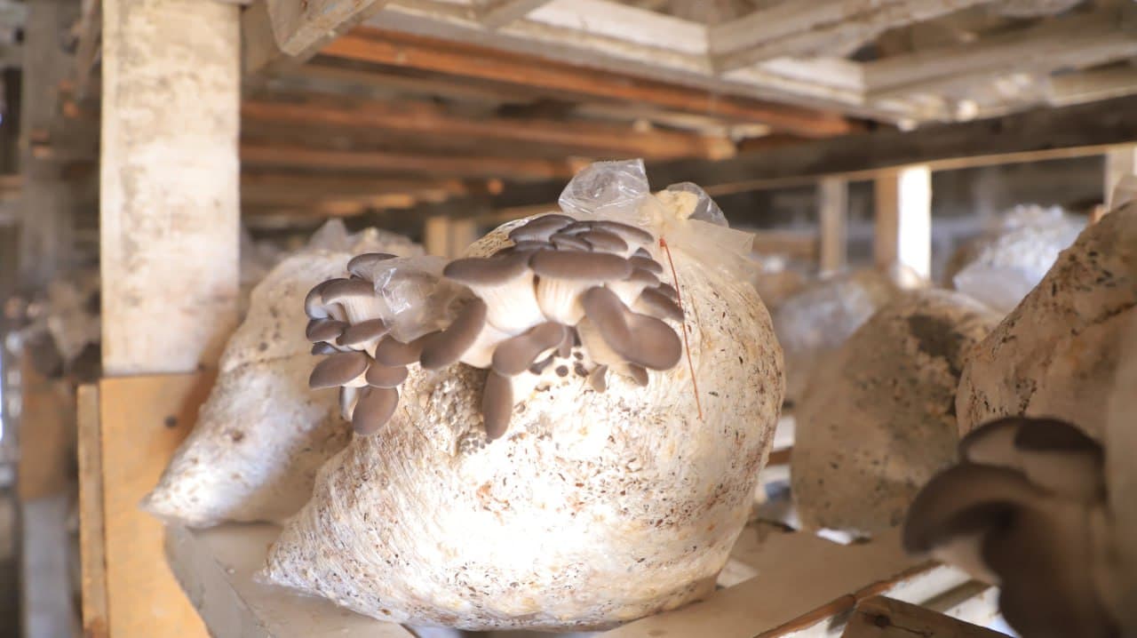 Қоракўл: Иброҳим Азимов ҳам қўзиқорин, ҳам иссиқхонада маҳсулот етиштирмоқда