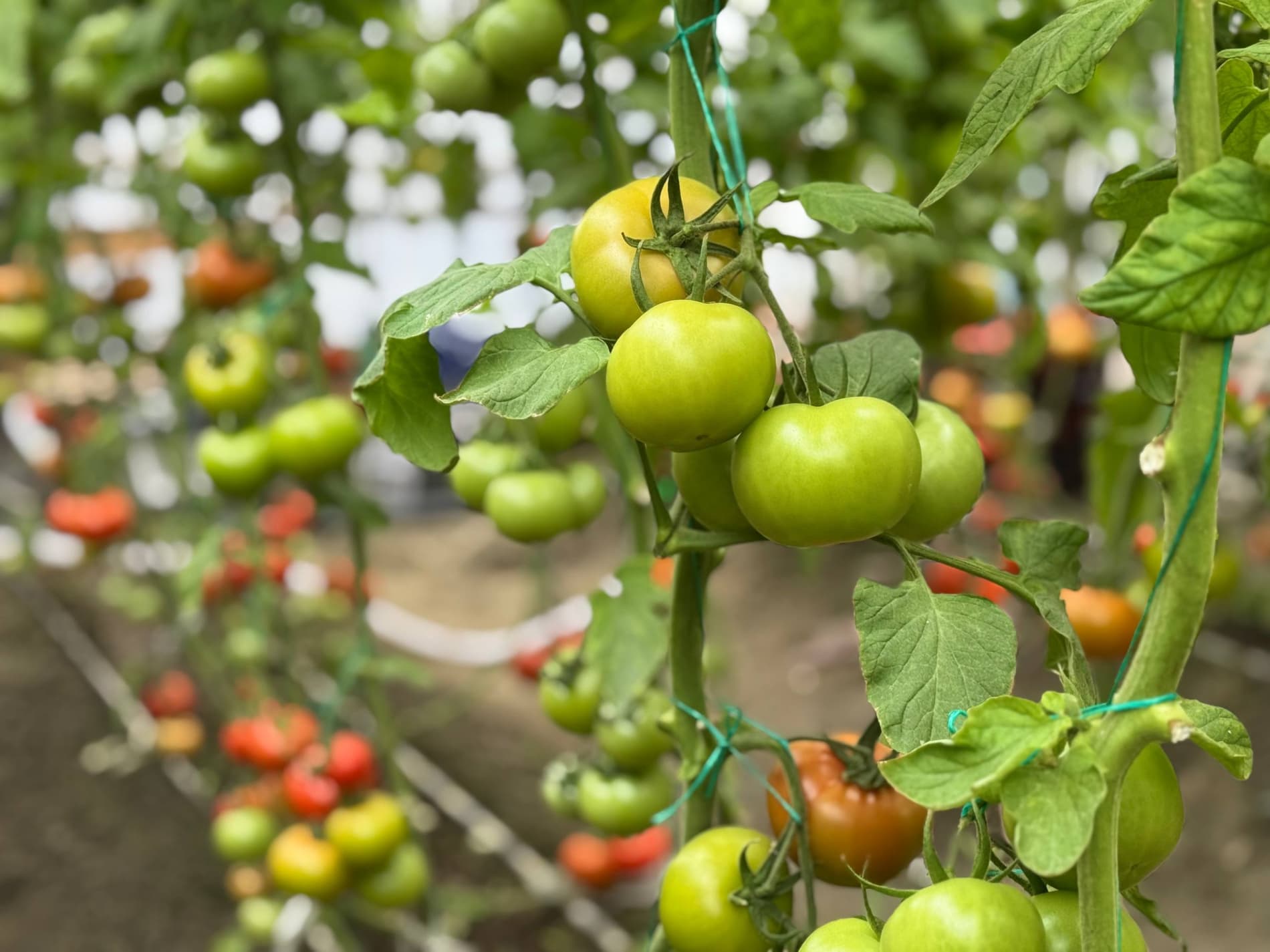 Shofirkon: paxtaobodlik Ibrohimovlar oilasi issiqxonadan 5 tonnadan ortiq pomidor olish taraddudida