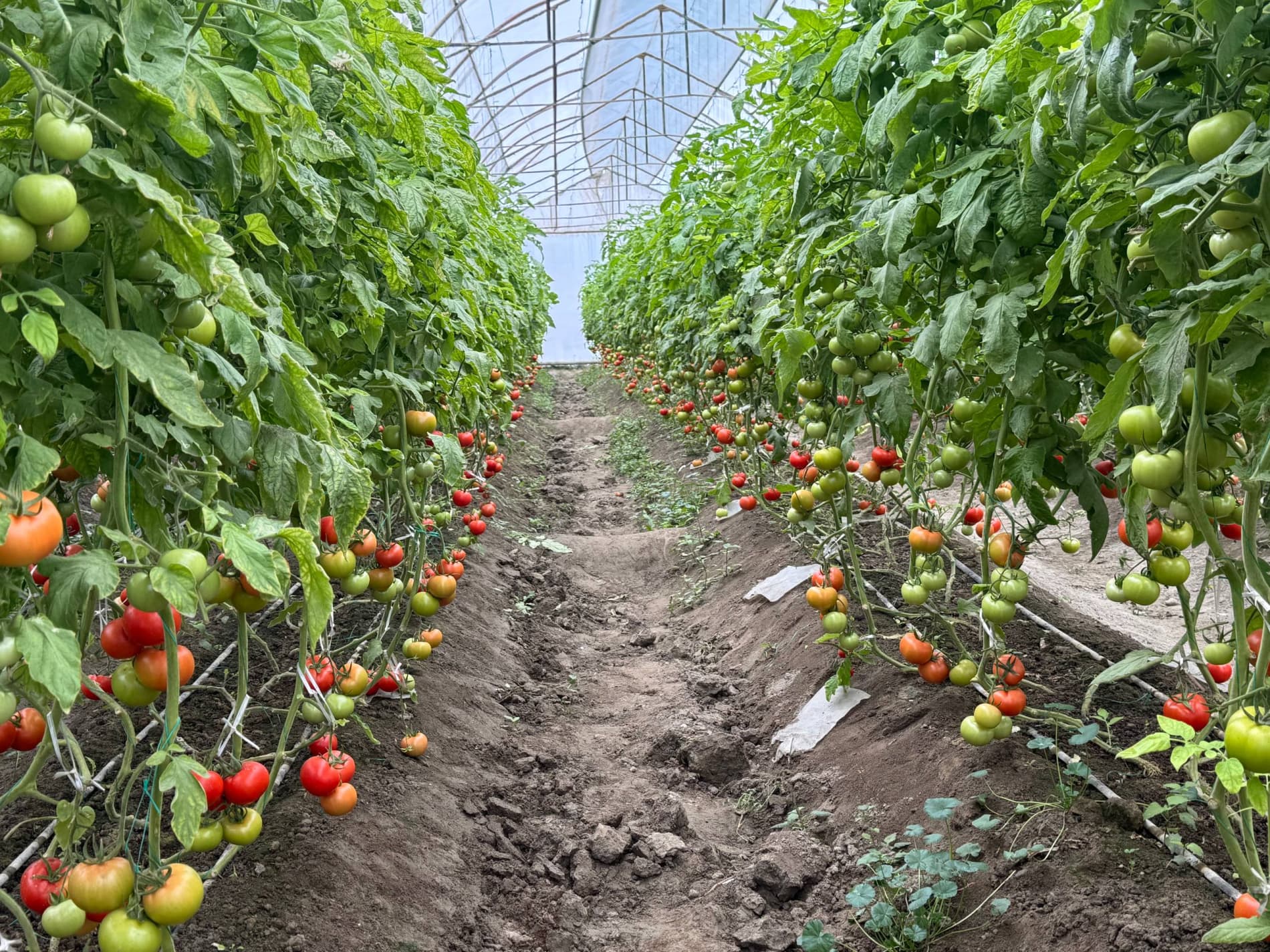 Shofirkon: paxtaobodlik Ibrohimovlar oilasi issiqxonadan 5 tonnadan ortiq pomidor olish taraddudida