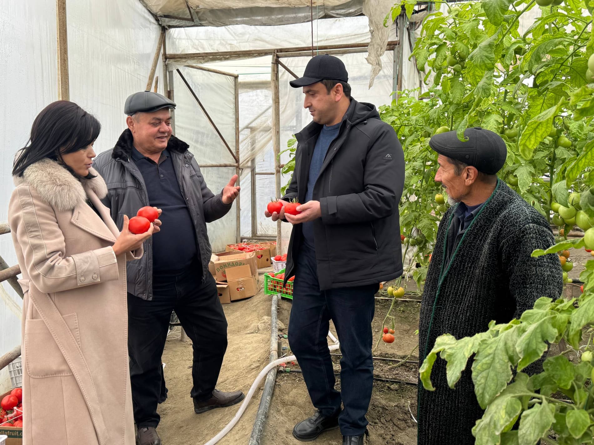 Shofirkon: paxtaobodlik Ibrohimovlar oilasi issiqxonadan 5 tonnadan ortiq pomidor olish taraddudida