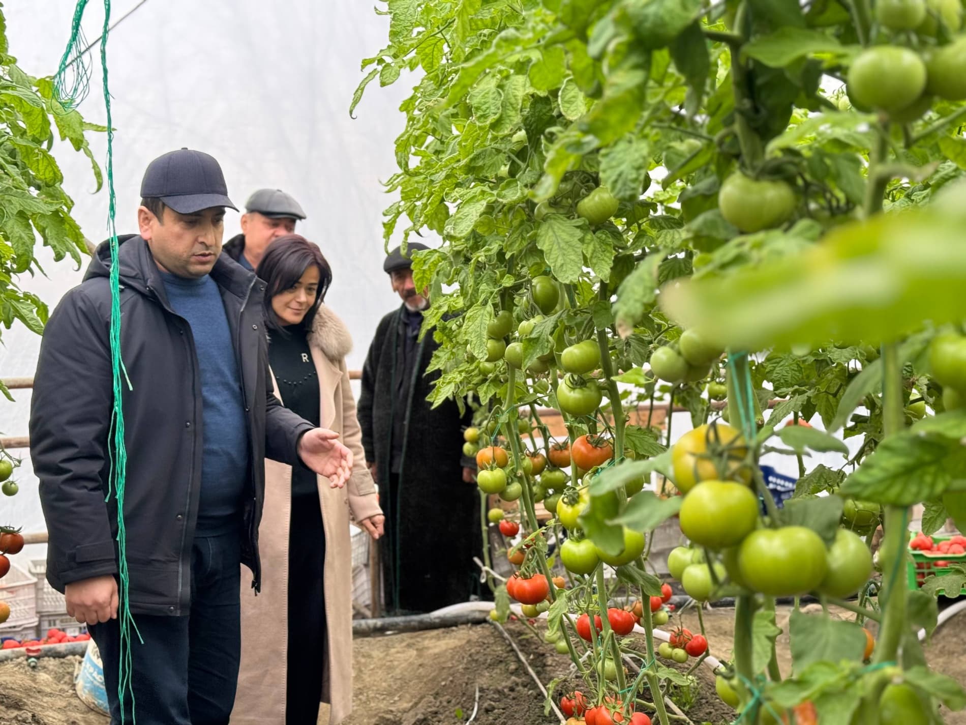 Shofirkon: paxtaobodlik Ibrohimovlar oilasi issiqxonadan 5 tonnadan ortiq pomidor olish taraddudida