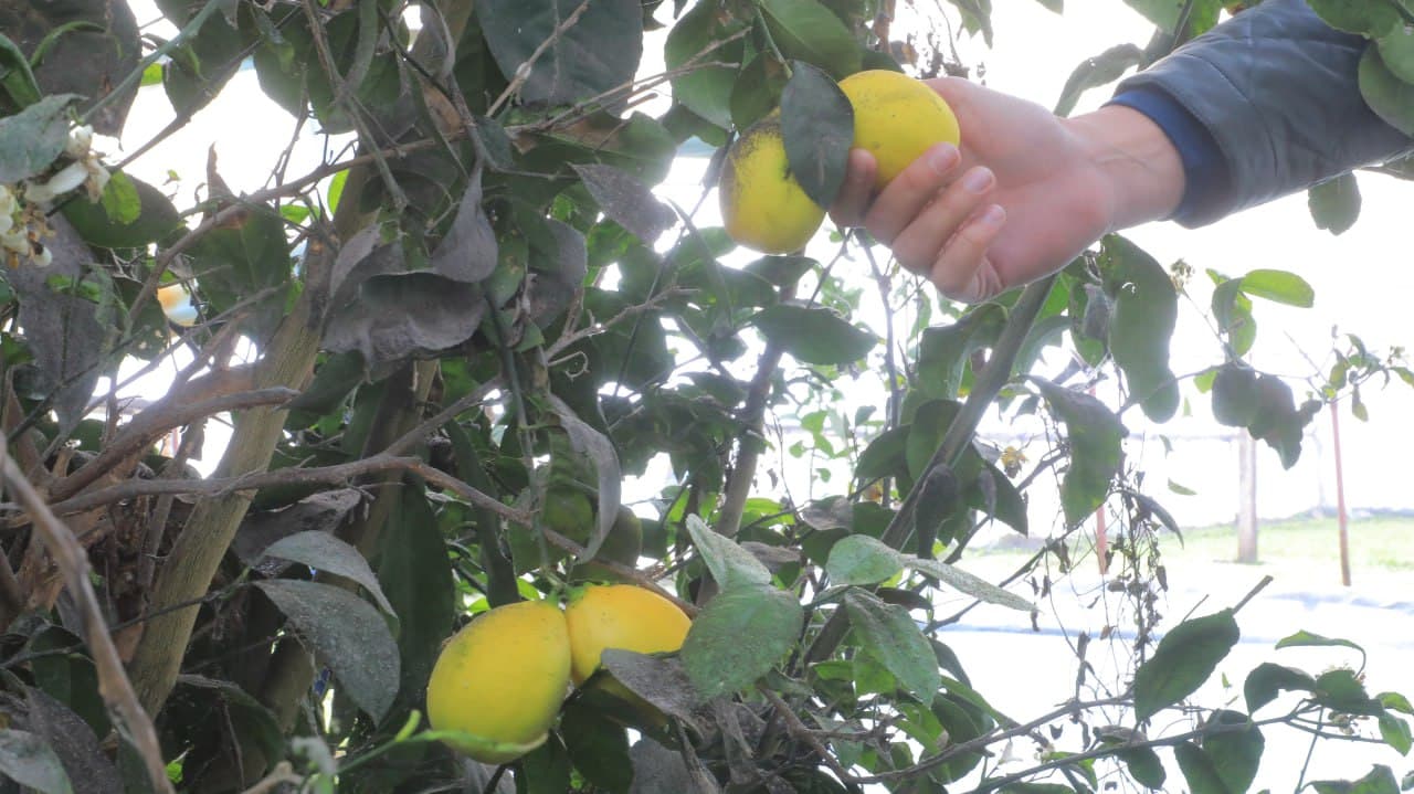 Олот: “Арабхона”да Қурбоновлар оиласи ҳам иссиқхона ва паррандачиликдан барака топмоқда