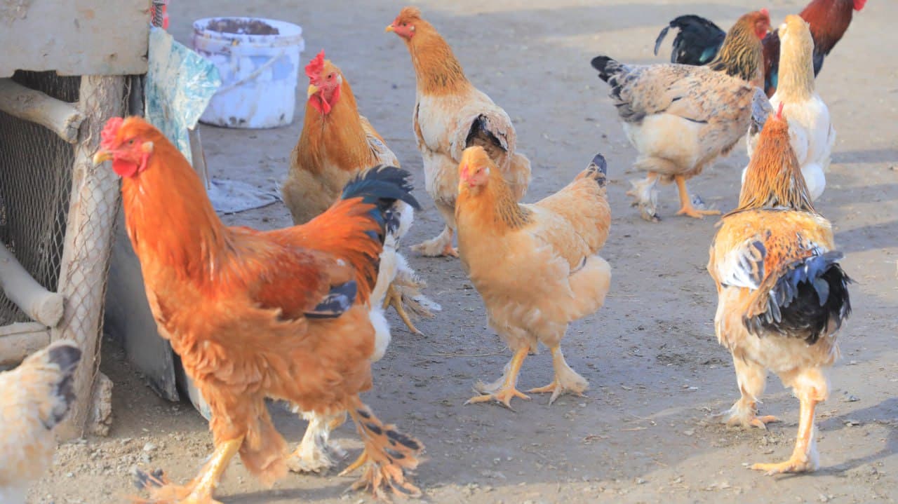 Олот: “Арабхона”да Қурбоновлар оиласи ҳам иссиқхона ва паррандачиликдан барака топмоқда