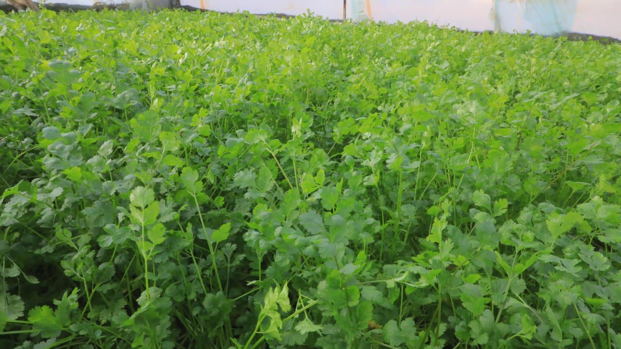 Олот: “Арабхона”да Қурбоновлар оиласи ҳам иссиқхона ва паррандачиликдан барака топмоқда