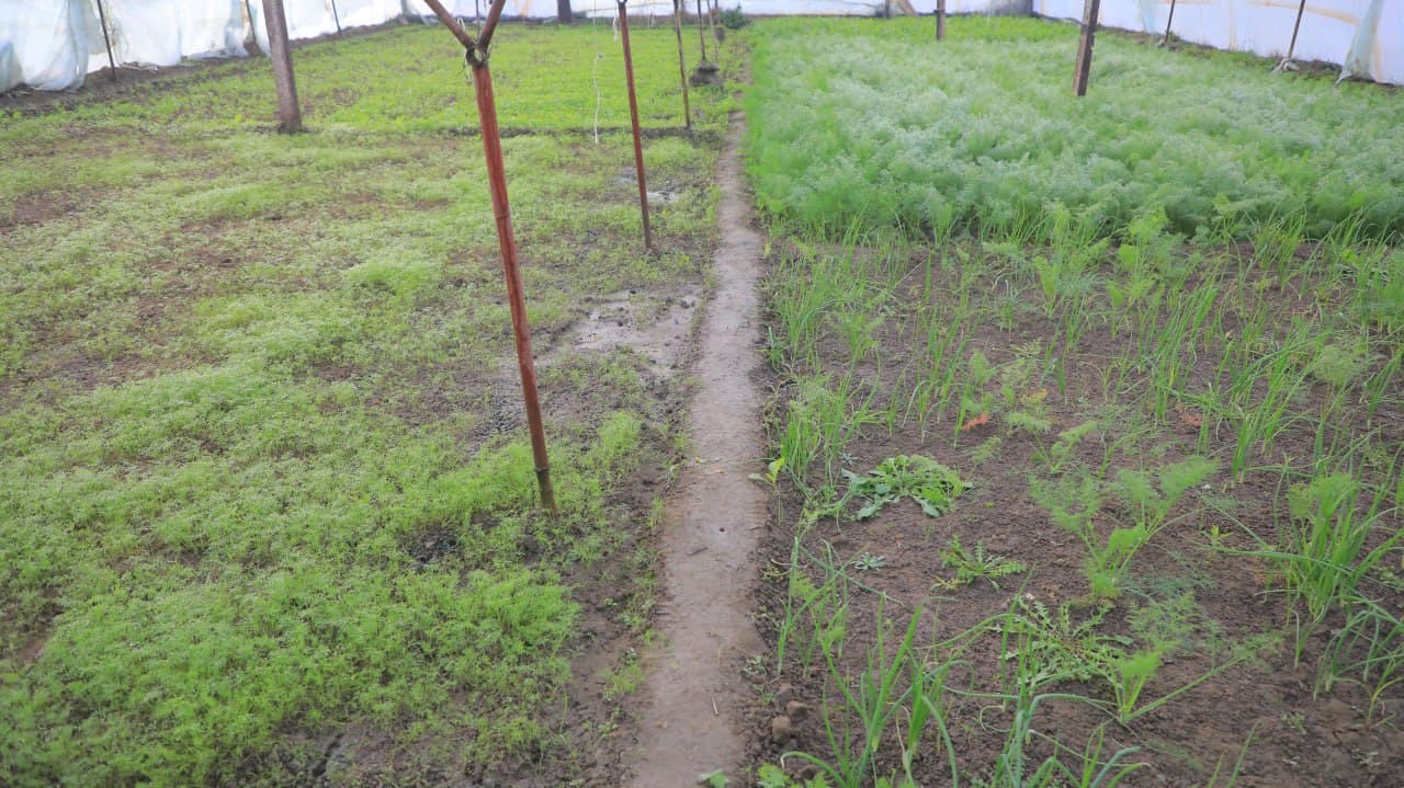 Олот: “Арабхона”да Қурбоновлар оиласи ҳам иссиқхона ва паррандачиликдан барака топмоқда